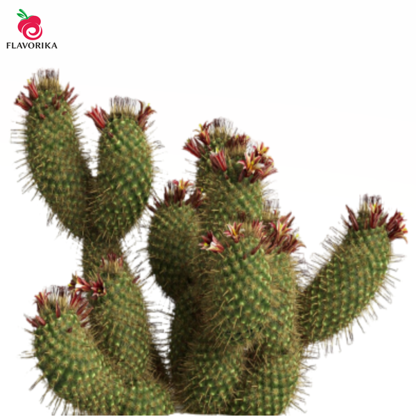 Inawera - Cactus