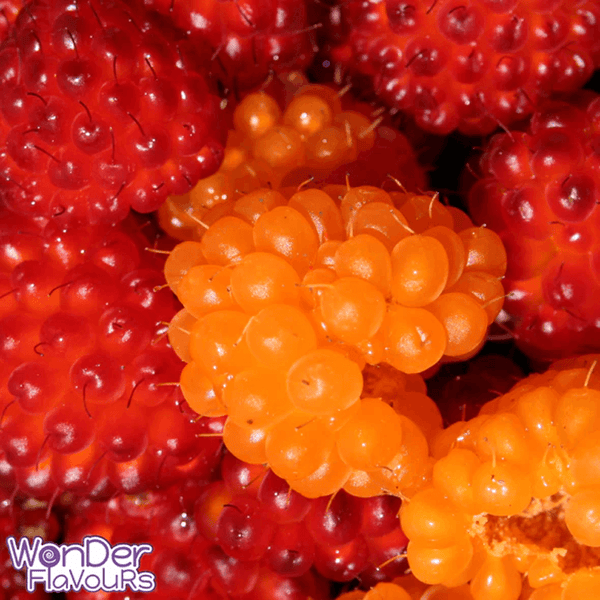 Wonder Flavours - Alaskan Berries SC