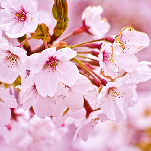 TFA Cherry Blossom (PG)